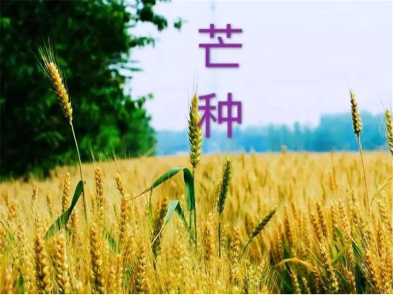 什么是二十四節(jié)氣——芒種？